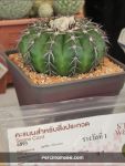 Disco cactus - The Winner